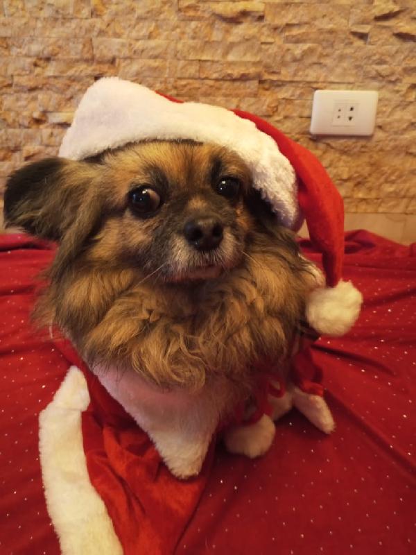 Peggy, un amore di Pechinese Foto 6